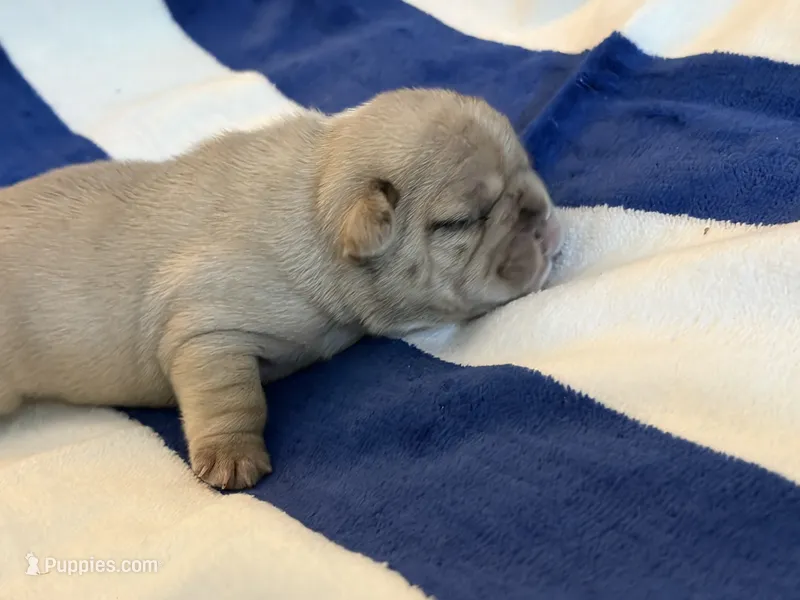 AKC Cassia – French Bulldog puppy on hold in Opp, AL