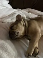 AKC Fawn Merle Fluffy Carrier, a male French Bulldog for sale in Opp, AL – 7 of 10