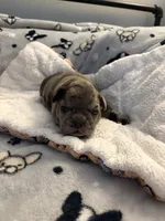 AKC Blue Merle Male, a male French Bulldog for sale in Opp, AL – Photo 6 of 10