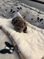 AKC Blue Merle Male, a male French Bulldog for sale in Opp, AL – Photo 7 of 10