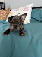 AKC Blue Merle Male, a male French Bulldog for sale in Opp, AL – Photo 3 of 10