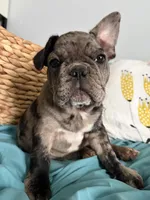 AKC Blue Merle Male, a male French Bulldog for sale in Opp, AL – Photo 6 of 10