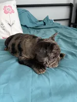 AKC Blue Merle Male, a male French Bulldog for sale in Opp, AL – Photo 9 of 10