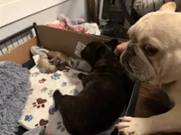 AKC Blue Merle Male, a male French Bulldog for sale in Opp, AL – Photo 8 of 10