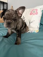 AKC Blue Merle Male, a male French Bulldog for sale in Opp, AL – Photo 7 of 10