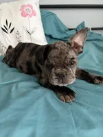 AKC Blue Merle Male, a male French Bulldog for sale in Opp, AL – Photo 4 of 10