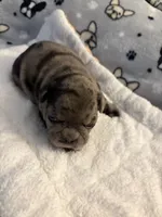 AKC Blue Merle Male, a male French Bulldog for sale in Opp, AL – Photo 3 of 10