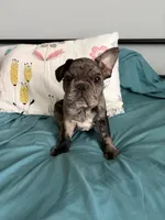 AKC Blue Merle Male, a male French Bulldog for sale in Opp, AL – Photo 8 of 10