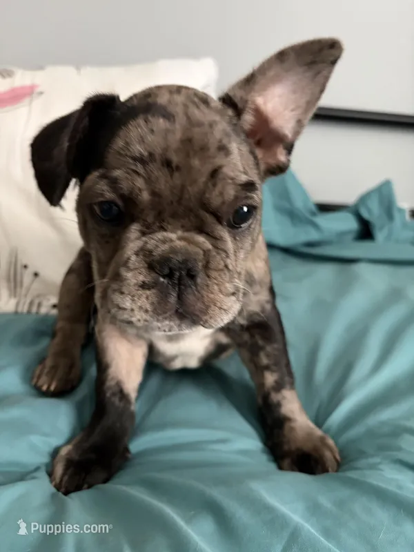 AKC Blue Merle Male – French Bulldog puppy for sale in Opp, AL