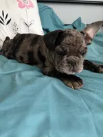 AKC Blue Merle Male, a male French Bulldog for sale in Opp, AL – Photo 2 of 10