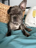 AKC Blue Merle Male, a male French Bulldog for sale in Opp, AL – Photo 10 of 10