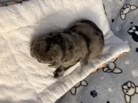 AKC Blue Merle Male, a male French Bulldog for sale in Opp, AL – Photo 4 of 10