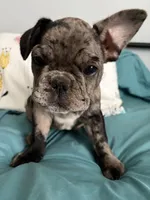 AKC Blue Merle Male, a male French Bulldog for sale in Opp, AL – Photo 5 of 10