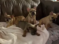 AKC FEMALE Blue Fluffy Carrier , a female French Bulldog for sale in Opp, AL – 7 of 10