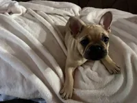 AKC FEMALE Fawn Black Mask Fluffy Carrier, a female French Bulldog for sale in Opp, AL – 3 of 10