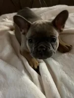 AKC FEMALE Blue Fluffy Carrier , a female French Bulldog for sale in Opp, AL – 4 of 10