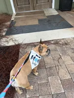 AKC Fawn Black Mask Female, a female French Bulldog for sale in Opp, AL – Photo 10 of 10