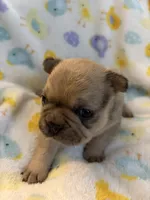AKC Fawn Black Mask Female, a female French Bulldog for sale in Opp, AL – Photo 5 of 10
