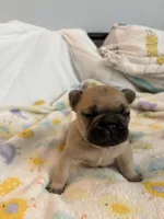 AKC Fawn Black Mask Female, a female French Bulldog for sale in Opp, AL – Photo 4 of 10