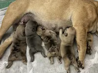 AKC Fawn Black Mask Female, a female French Bulldog for sale in Opp, AL – Photo 9 of 10