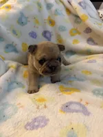AKC Fawn Black Mask Female, a female French Bulldog for sale in Opp, AL – Photo 6 of 10