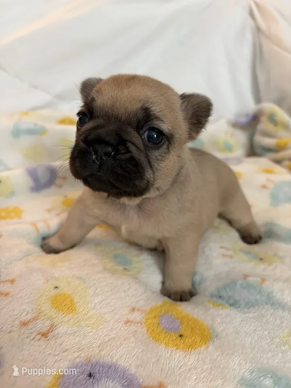 AKC Fawn Black Mask Female – French Bulldog puppy for sale in Opp, AL