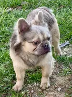 AKC Fawn Black Mask Female, a female French Bulldog for sale in Opp, AL – Photo 8 of 10