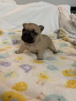 AKC Fawn Black Mask Female, a female French Bulldog for sale in Opp, AL – Photo 3 of 10