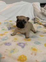 AKC Fawn Black Mask Female, a female French Bulldog for sale in Opp, AL – Photo 2 of 10