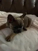 AKC FEMALE Blue Fluffy Carrier , a female French Bulldog for sale in Opp, AL – 6 of 10