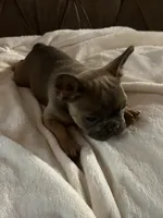 AKC FEMALE Blue Fluffy Carrier , a female French Bulldog for sale in Opp, AL – 9 of 10