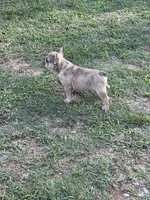 AKC Fawn Merle Fluffy Carrier, a male French Bulldog for sale in Opp, AL – 9 of 10