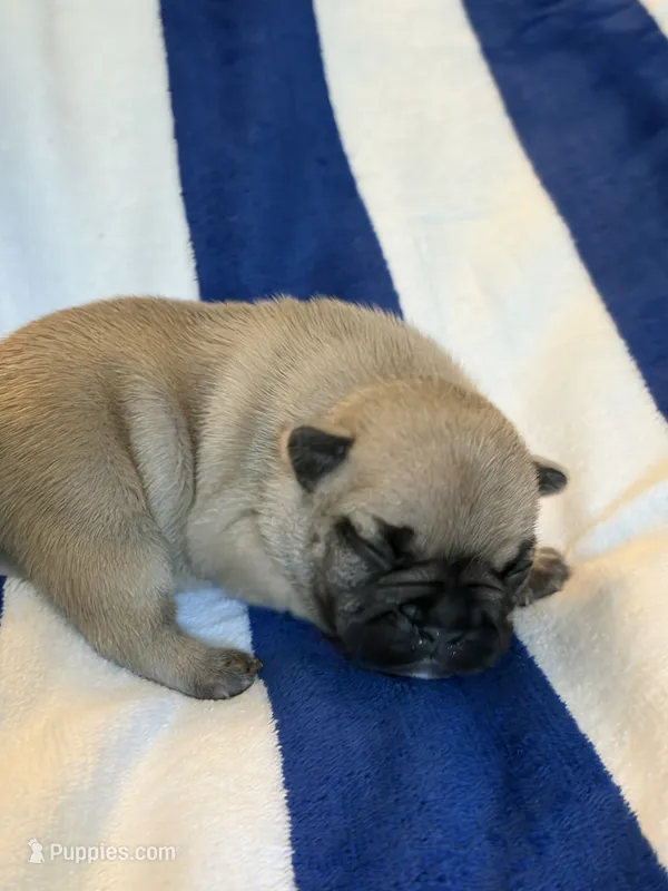 AKC Magnus – French Bulldog puppy for sale in Opp, AL