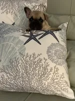 AKC Magnus, a male French Bulldog for sale in Opp, AL – 7 of 10