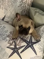 AKC Magnus, a male French Bulldog for sale in Opp, AL – 6 of 10