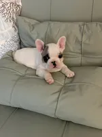 AKC Brutus , a male French Bulldog for sale in Opp, AL – 3 of 9