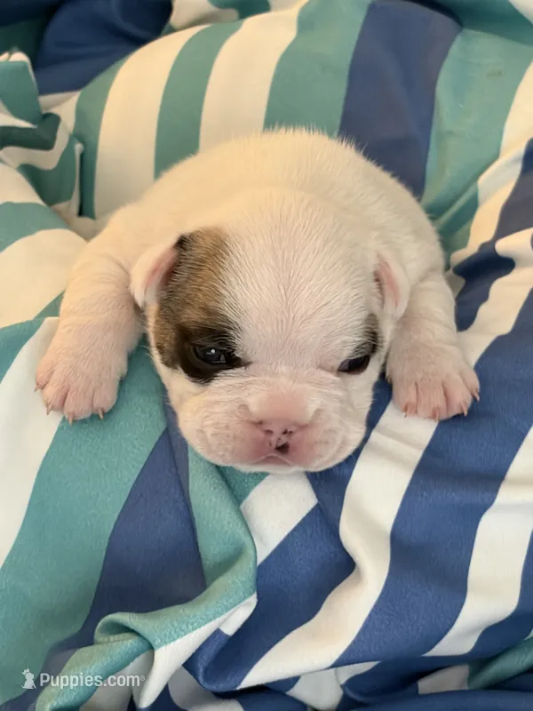 AKC Brutus  – French Bulldog puppy for sale in Opp, AL