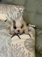 AKC Brutus , a male French Bulldog for sale in Opp, AL – 6 of 9