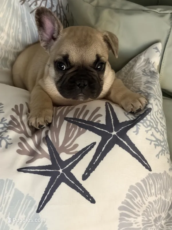 AKC Magnus – French Bulldog puppy for sale in Opp, AL
