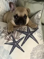 AKC Magnus, a male French Bulldog for sale in Opp, AL – 1 of 10