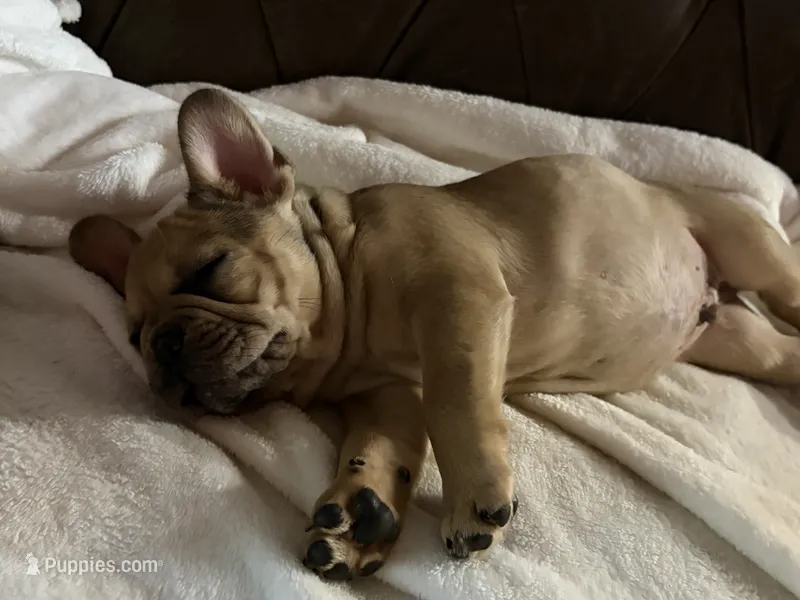 AKC Fawn/Chocolate Merle Fluffy Carrier – French Bulldog puppy for sale in Opp, AL