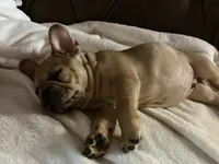 AKC Fawn Merle Fluffy Carrier, a male French Bulldog for sale in Opp, AL – 6 of 10