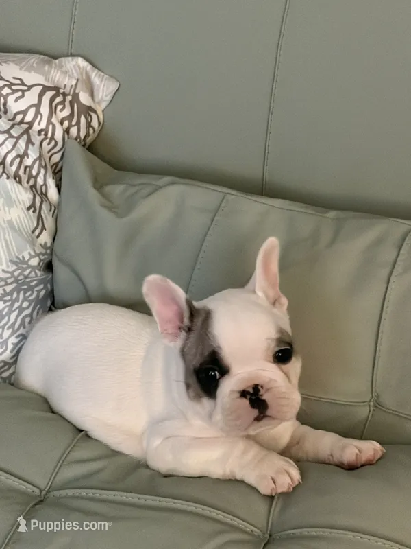 AKC Brutus  – French Bulldog puppy for sale in Opp, AL