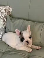 AKC Brutus , a male French Bulldog for sale in Opp, AL – 1 of 9