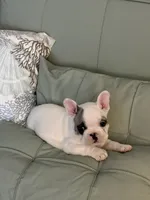 AKC Brutus , a male French Bulldog for sale in Opp, AL – 2 of 9