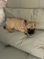 AKC Magnus, a male French Bulldog for sale in Opp, AL – 5 of 10