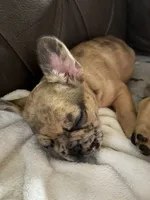 AKC FEMALE Chocolate Merle Fluffy Carrier, a female French Bulldog for sale in Opp, AL – 8 of 10