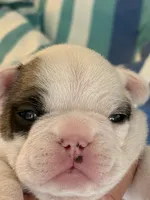 AKC Brutus , a male French Bulldog for sale in Opp, AL – 9 of 9