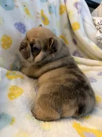 AKC Chocolate Merle Male, a male French Bulldog for sale in Opp, AL – Photo 9 of 10