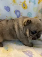 AKC Chocolate Merle Male, a male French Bulldog for sale in Opp, AL – Photo 3 of 10